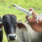 jeringa-plastica-para-vacunar-ganado-10ml