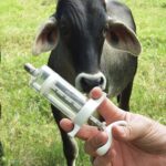 jeringa-plastica-para-vacunar-ganado