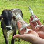 jeringa-plastica-para-vacunar-ganado-50ml