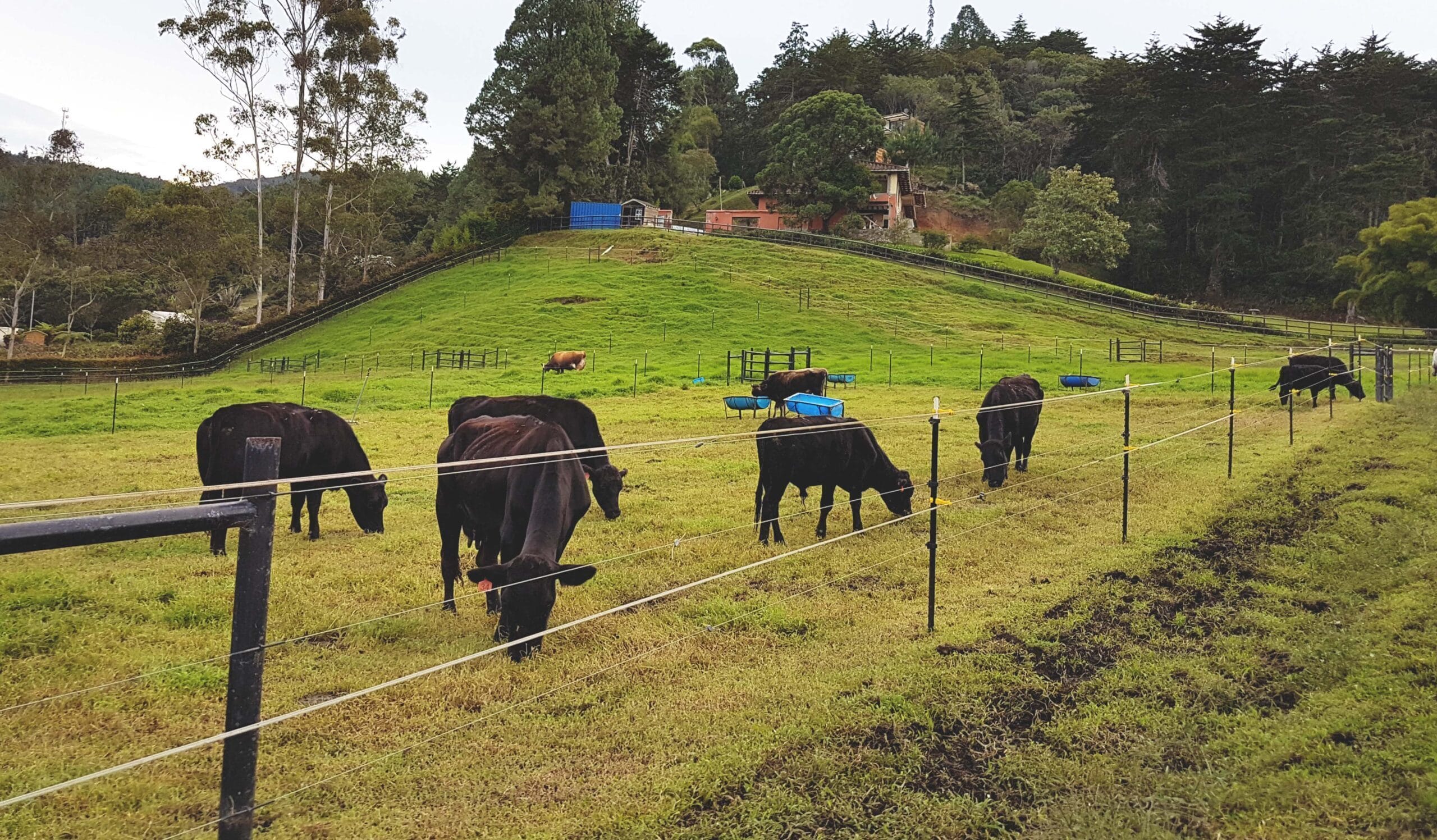 Materiales indispensables para construir una cerca eléctrica para ganado -  Agrofácil | Tienda Agropecuaria