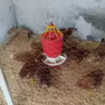 COMEDERO-GALLINAS-3