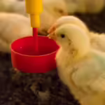BEBEDERO-PRACTICO-PARA-AVES-2