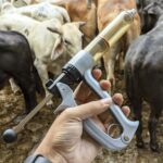 jeringa-pistola-para-vacunar-ganado-flex