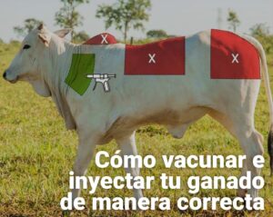 vacunar-inyectar-ganado-bovino