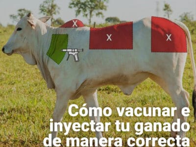 vacunar-inyectar-ganado-bovino