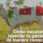 vacunar-inyectar-ganado-bovino