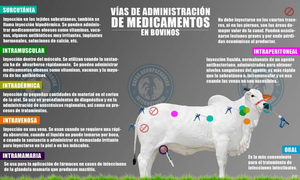 Vías de administración de medicamentos en bovinos